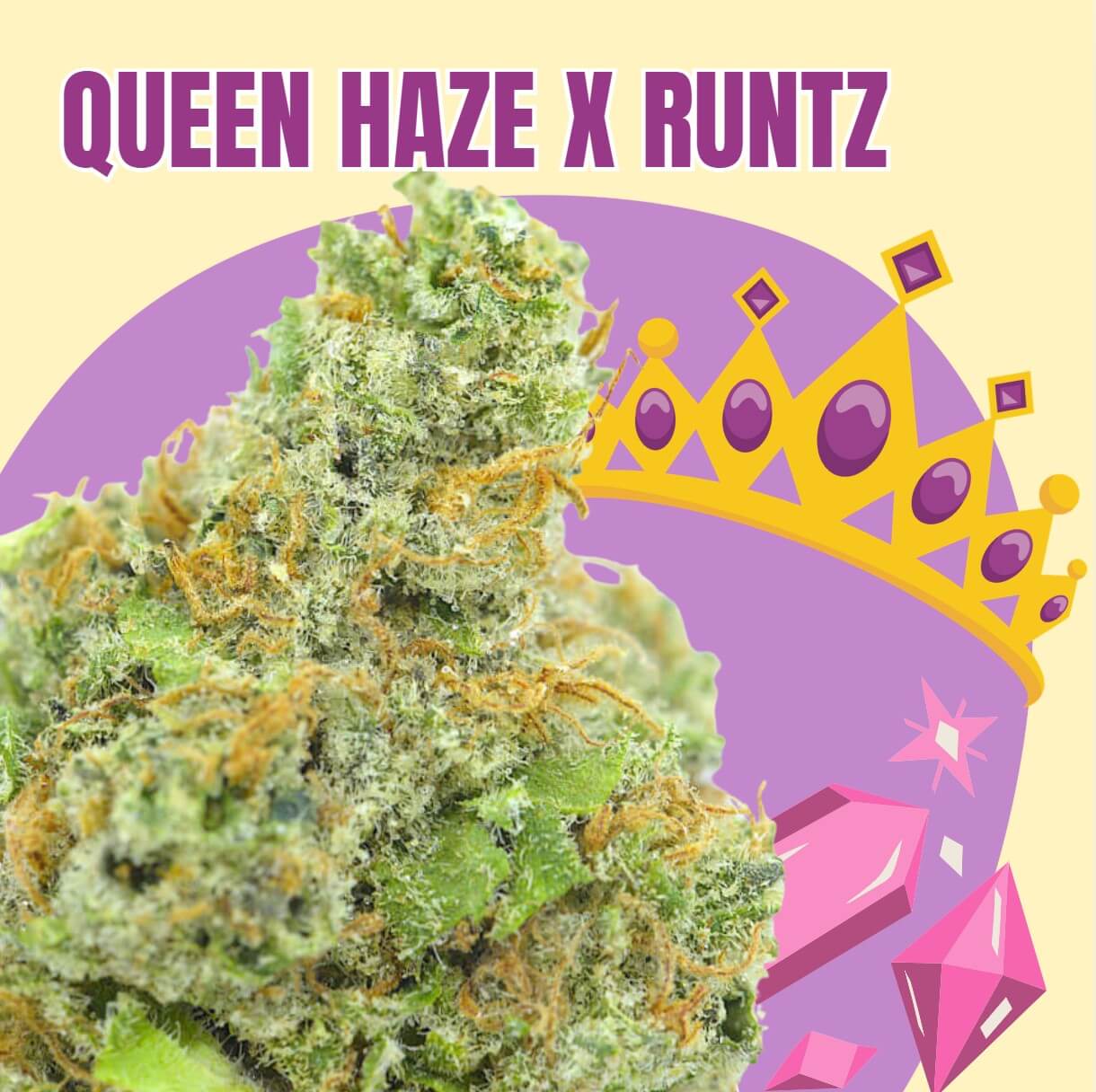 Queen Haze x Runtz
