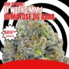 11 Weeks MMJ: Comatose OG AAAA- *RESTOCK!*