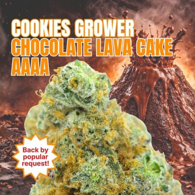 Cookies Grower: Chocolate Lava Cake AAAA *Restock*