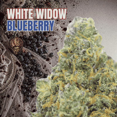White Widow Blueberry