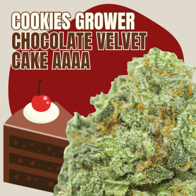 Cookies Grower: Chocolate Velvet Cake AAAA