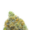 The Garden: Pink Tuna AAAA