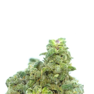 Bushman Kush