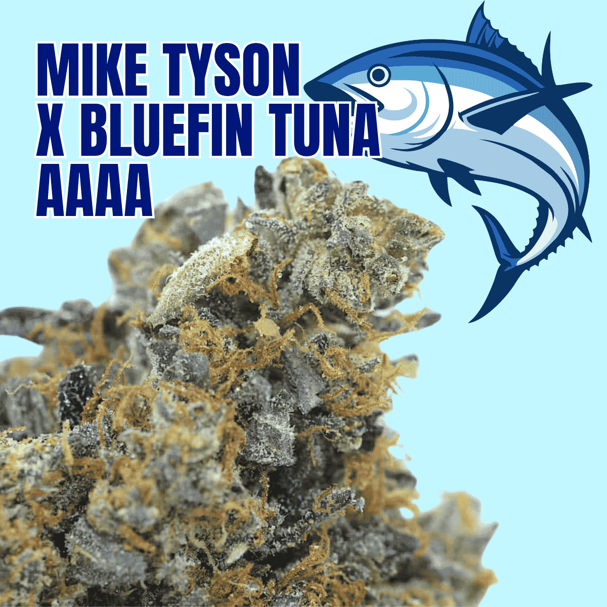 Photographie source: Mike Tyson x Bluefin Tuna AAAA