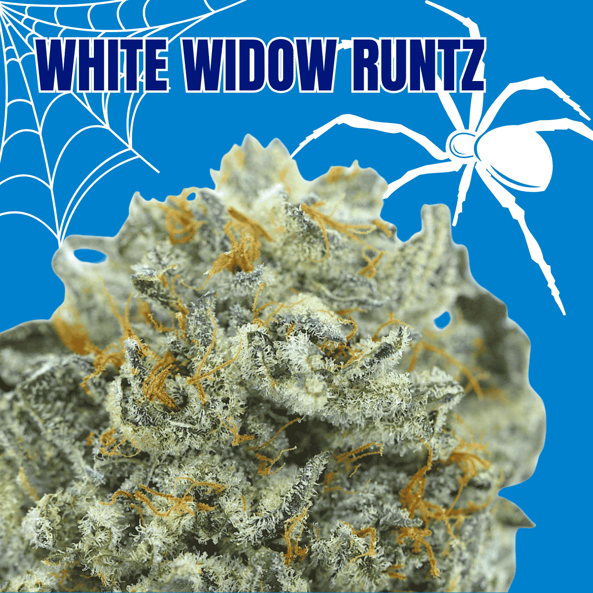White Widow Runtz
