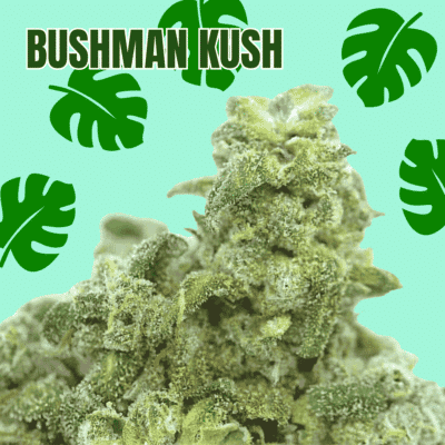 Bushman Kush