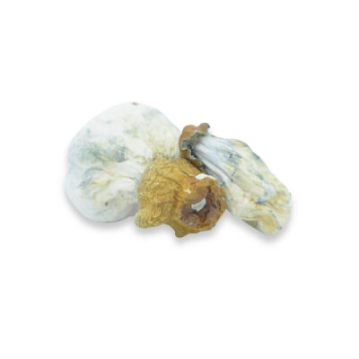Albino Thai Lupa Yia - Dried Psilocybin Mushrooms
