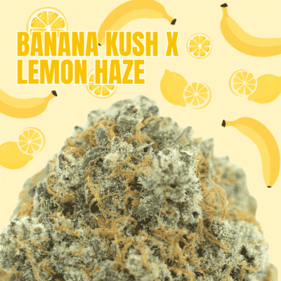 Banana Kush x Lemon Haze